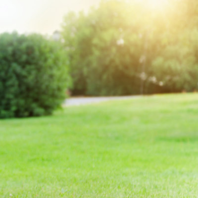 Open green space with grass and surrounding vegetation